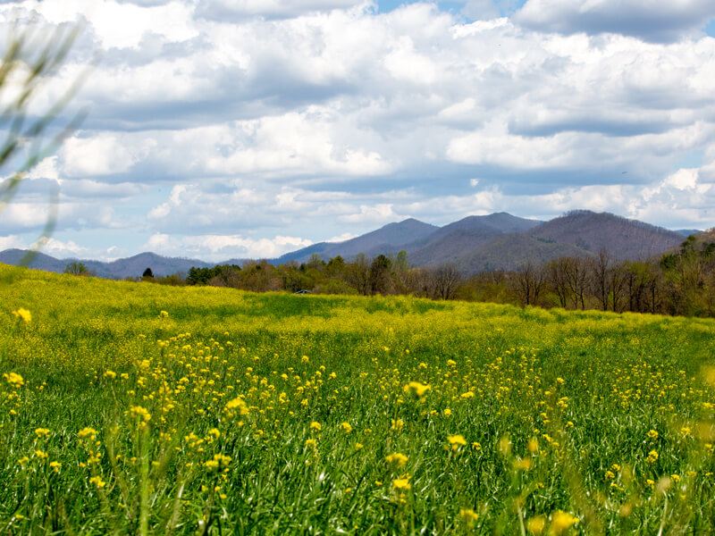 Homes for Sale in Brasstown NC | Melissa Jenkins, Realtor